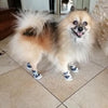 Denim Canvas Sneakers - My Dog Flower