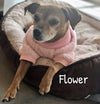 Flower's Favorite Fluffy Sweater - My Dog Flower