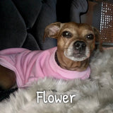 Flower's Favorite Sweatshirt - My Dog Flower