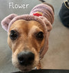 Honey Bear Hoodie - My Dog Flower