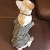 Match Me Striped Hoodie - My Dog Flower