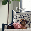 New York Skirt Jumper for Small Dogs & Cats - My Dog Flower