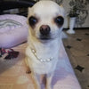 Pretty Pearl Necklace - My Dog Flower