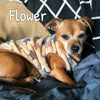 Sleeveless Star Sweater - My Dog Flower