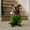 Solid & Striped Pom Hoodie - My Dog Flower